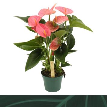 image ANTHURIUM ANDREANUM MELITO ROSE