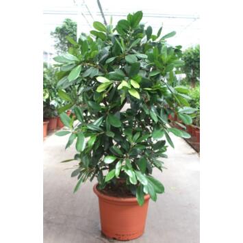 image FICUS CYASTHISTIPULA