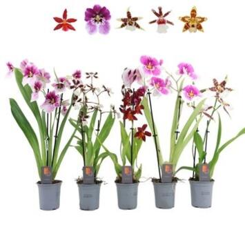 image ORCHIDEE 2BR VARIEES