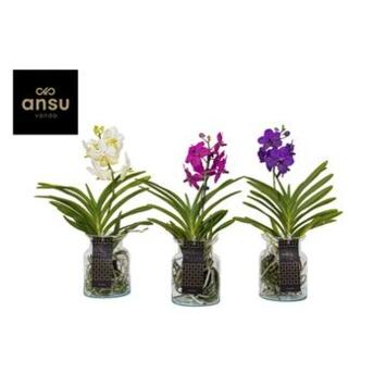image VANDA VARIE VERRE