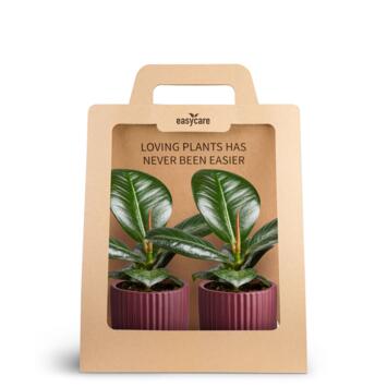 image FICUS CERAM X2 CARTON