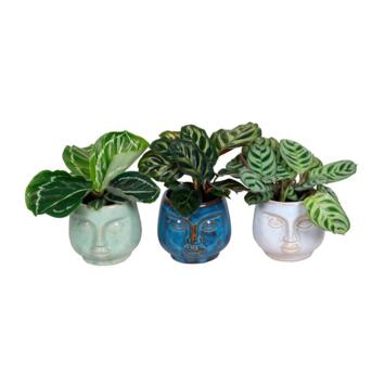 image CALATHEA VARIE CERAM