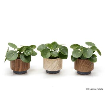 image PILEA PEPEROMOIDES CERAM