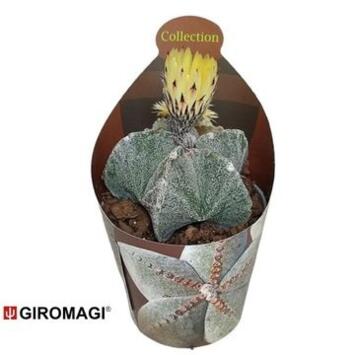 image ASTROPHYTUM MYRIOSTIGMA
