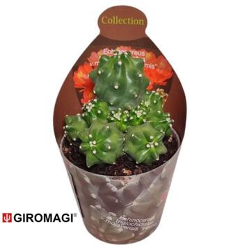 image ASTROPHYTUM MYRIOSTIGMA