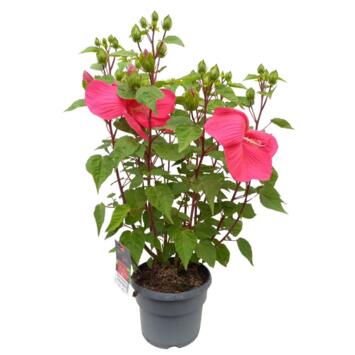 image HIBISCUS MOSCHEUTOS EXTREME MAGENTA