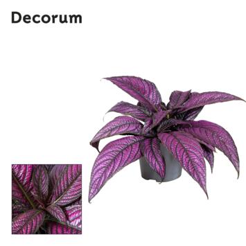 image STROBILANTHES DYERANIA