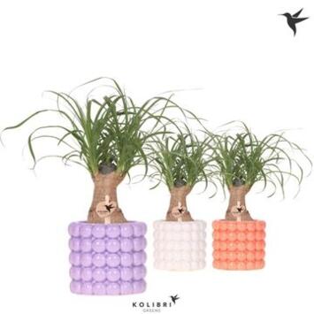 image BEAUCARNEA CERAM