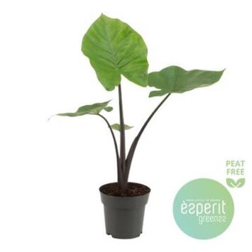image ALOCASIA BLACK COBRA