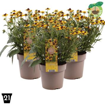 image RUDBECKIA LITTLE GOLDSTAR
