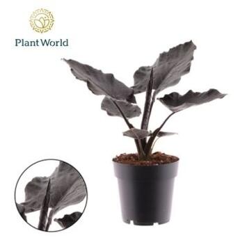 image ALOCASIA ANTORO VELVET