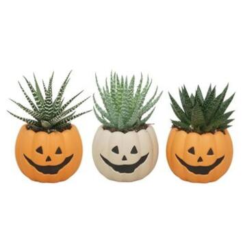 image ALOE VARIES CERAM DECO HALLOWEEN