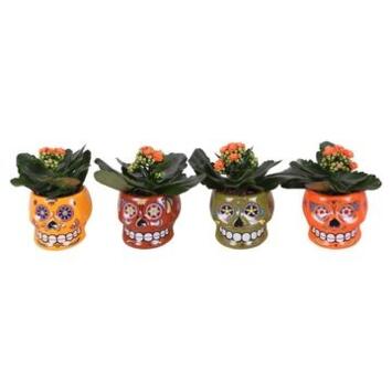 image KALANCHOE FL DBLE CERAM LOS MUERTOS