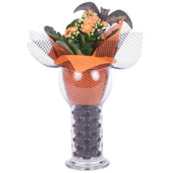 image KALANCHOE FL DBLE VERRE DECO HALLOWEEN
