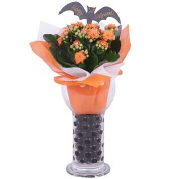 image KALANCHOE FL DBLE VERRE DECO HALLOWEEN