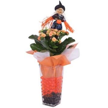 image KALANCHOE FL DBLE VERRE DECO HALLOWEEN