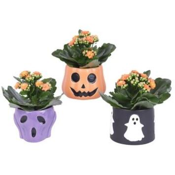 image KALANCHOE FL DBLE CERAM HALLOWEEN