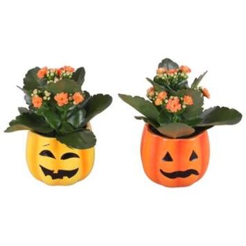 image KALANCHOE FL DBLE CERAM HALLOWEEN