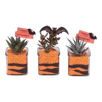 image COMPO SUCCULENTE VERRE HALLOWEEN