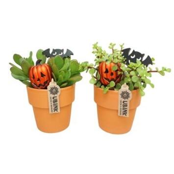 image CRASSULA CERAM DECO HALLOWEEN