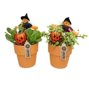 image CRASSULA CERAM DECO HALLOWEEN