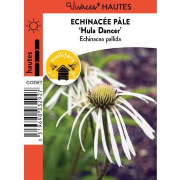 image ECHINACEA PALLIDA HULA DANCER BQ10