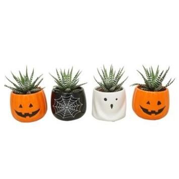 image CACTUS HAWORTHIA CERAM HALLOWEEN