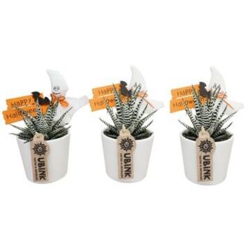 image CACTUS HAWORTHIA CERAM DECO HALLOWEEN