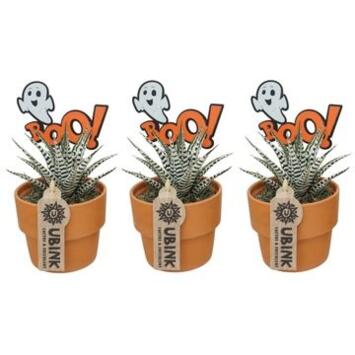 image CACTUS HAWORTHIA CERAM DECO HALLOWEEN