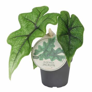 image ALOCASIA JACKLYN