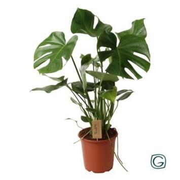 image PHILODENDRON MONSTERA