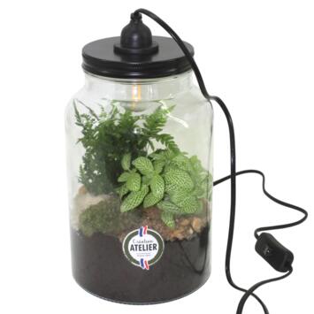 image TERRARIUM LUMINEUX HAUT 20