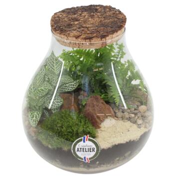 image TERRARIUM RUCHE 20