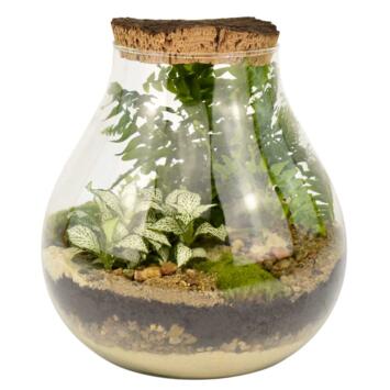 image TERRARIUM RUCHE 20