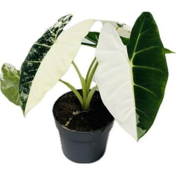 image ALOCASIA FRYDEK