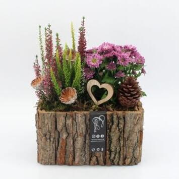 image COMPO 2 PLANTES P BOIS