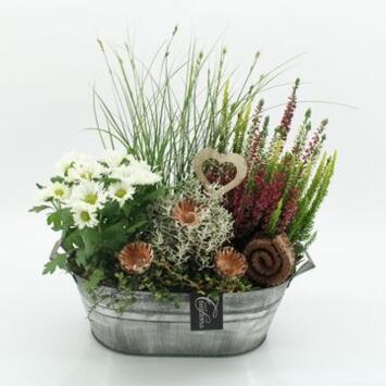 image COMPO 5 PLANTES ZINC