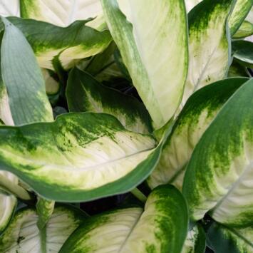 image DIEFFENBACHIA TROPIC MARIANNE