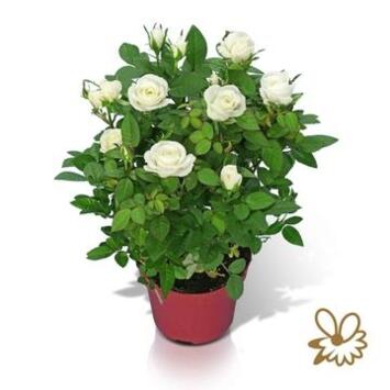 image ROSIER ALASKA STAR