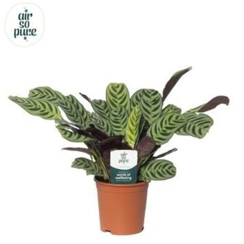 image CTENANTHE BURLE MARXII