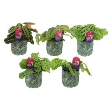 image MARANTA FASCINATOR CERAM