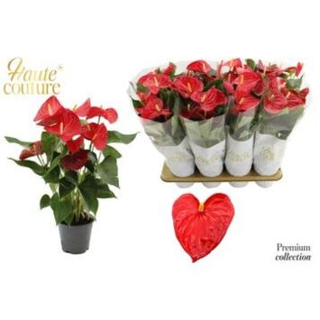 image ANTHURIUM ANDREANUM CASPARO ROUGE