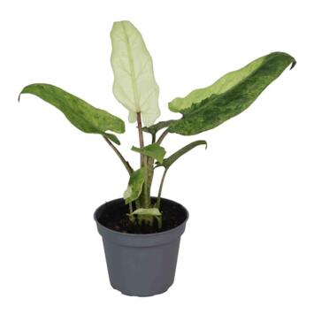 image ALOCASIA LAUTERBACHIANA