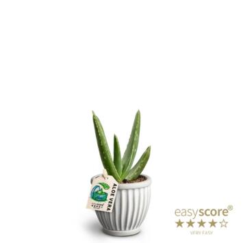 image ALOE VERA CERAM