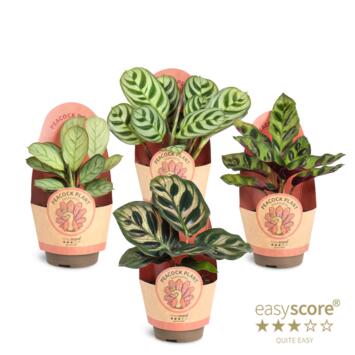 image CALATHEA VARIES