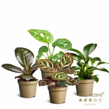 image PLANTES VERTES