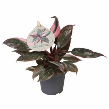 image PHILODENDRON ERUBESCENS PINK MARBLE