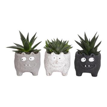 image SUCCULENTE CERAM MONSTRE