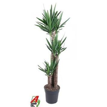 image YUCCA 120-75-45