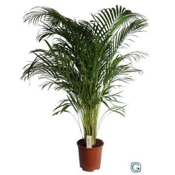 image ARECA CHRYSALIDOCARPUS
